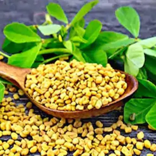 মেথি-1.webp